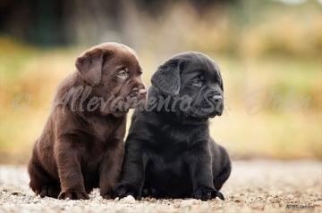 cuccioli chocolate/nero